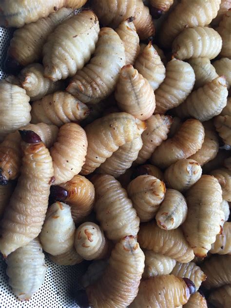 Sago Worms, Superfood, Exotic Food, Beetle insects Thailand 1KG ...