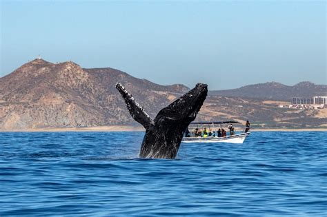 Premium Photo | Humpback whale breaching