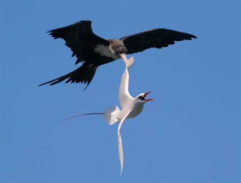 Red-billed Tropicbird – "OCEAN TREASURES" Memorial Library