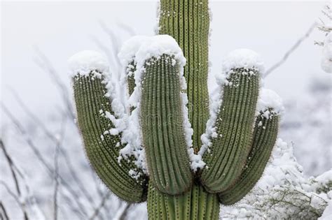 Snow-covered Saguaro Cactus in the Arizona Desert