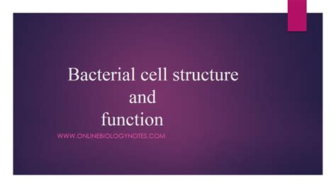 Bacterial Cell Structure And Function