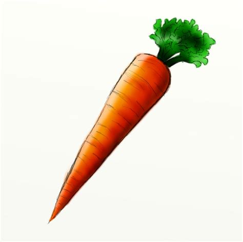 How to Draw a Carrot | Carrots, Paintings and Watercolor