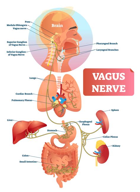 Vagus nerve vector illustration. Labeled anatomical structure and ...