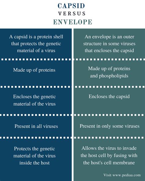 Difference Between Capsid and Envelope | Definition, Characteristics, Function