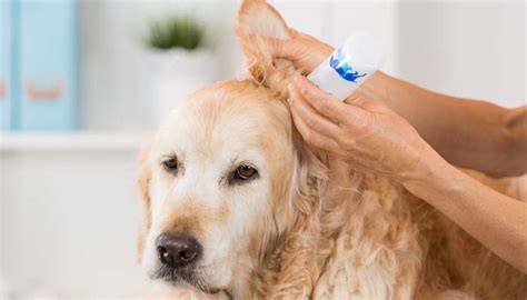 How to Make Homemade Dog Ear Cleaner