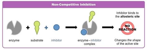 Enzyme Inhibition: An Introduction