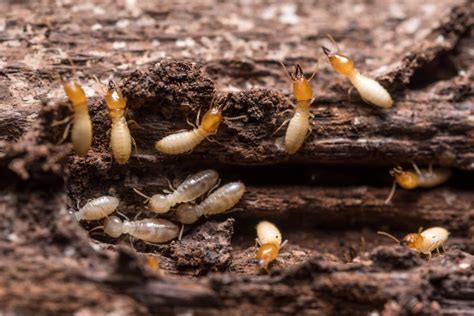 What Termites are in Eastern Tennessee? | Types of Termites in Sevierville