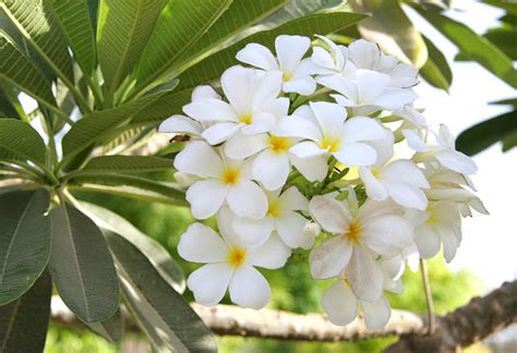 Plumeria alba (West Indian Jasmine)