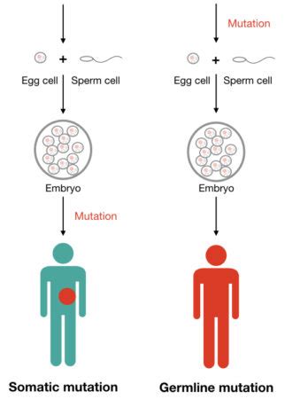 What is Somatic and Germline Mutation? – Genetic Education