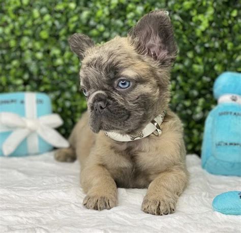 Dynamite Rare Fluffy French Bulldog Puppy With Blue Eyes – Tiny Paws in ...