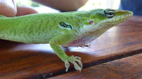 Introduced Green Anole In the Cayman Islands, But Which Species ...