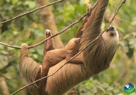 Cahuita National Park Tour, located in the Caribbean, Costa Rica