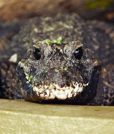 African dwarf crocodile | Whipsnade Zoo