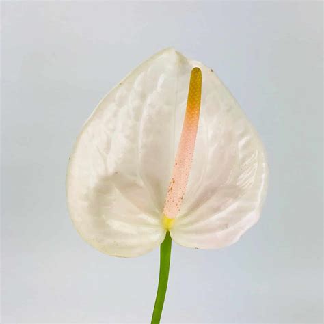 Anthurium White - Wholesale Bulk Flowers - Cascade Floral