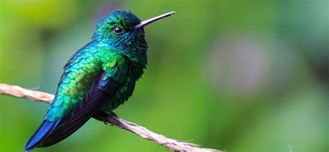 Everything you didn't know about Hummingbirds! - Happy Days Travel