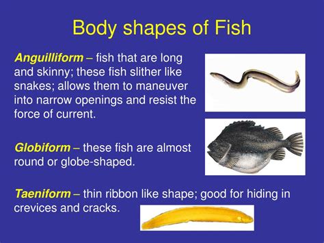 PPT - Fish: Form and function PowerPoint Presentation, free download ...