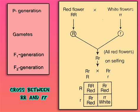 Genotype Meaning