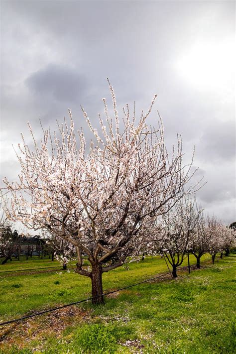 Self-fertile almond varieties create buzz ahead of harvest | Faculty of Sciences | University of ...