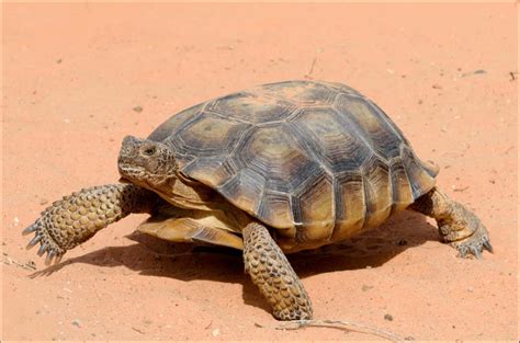 Picture 3 of 7 - Desert Tortoise (Gopherus Agassizii) Pictures & Images - Animals - A-Z Animals