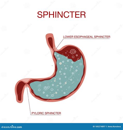 View Of Pyloric Sphincter.Stomach With Oesophagus And Duodenum Cartoon ...