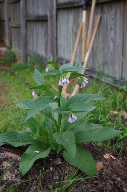 Russian comfrey (Symphytum × uplandicum) | Feedipedia