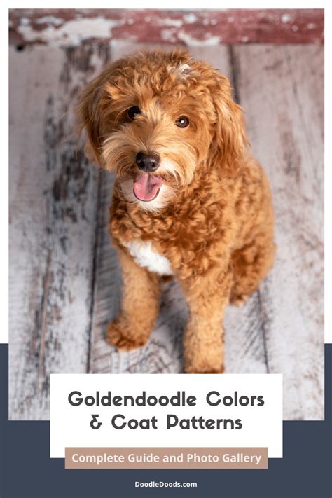 Goldendoodle Colors & Coat Patterns: Complete Guide and Photo Gallery