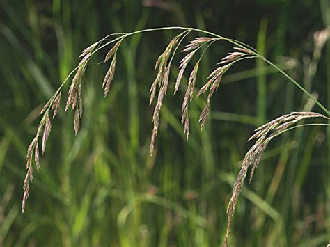 Festuca arundinacea