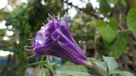 Squash flower | Squash flowers, Plants, Flowers