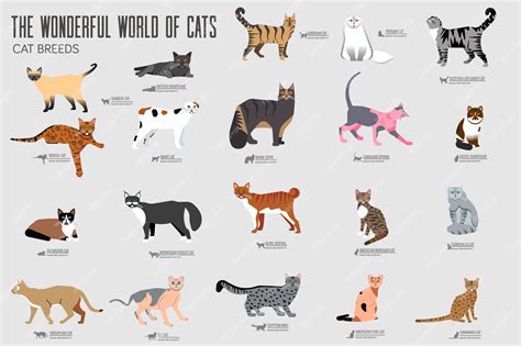 Premium Vector | Breed cats icons set illustration