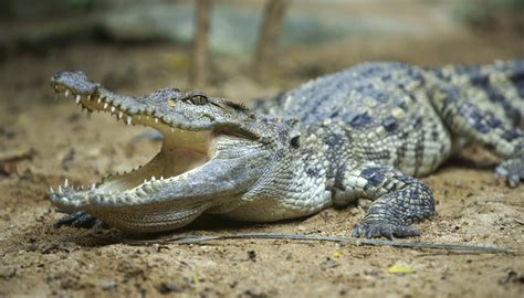 Body Parts of a Crocodile | Sciencing