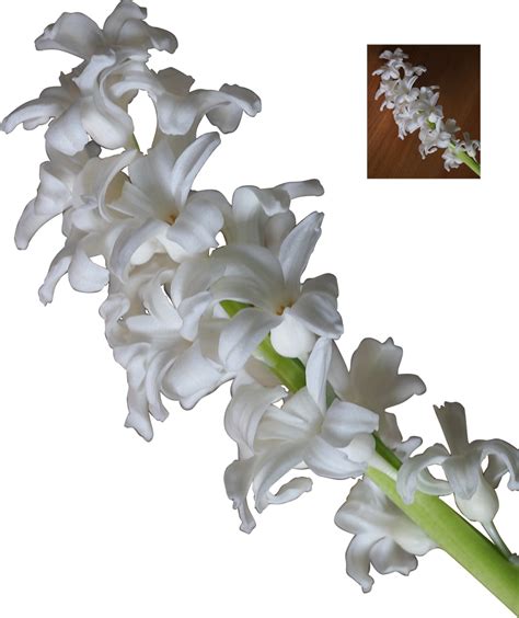 white hyacinth flower blossoms png by Nexu4 on DeviantArt