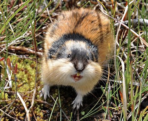 Lemen / The Norwegian lemming | Per Arvid Åsen | Flickr