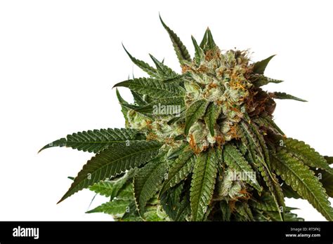 Popular cannabis strain known as Gorilla Glue number four isolated on a ...