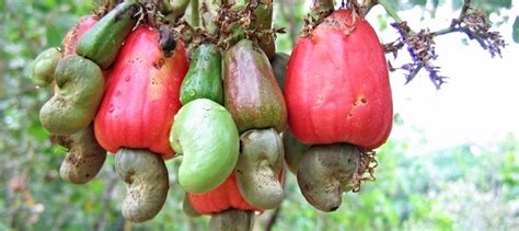 Grow a Cashew Tree Indoors? That's Nuts! - Dave's Garden