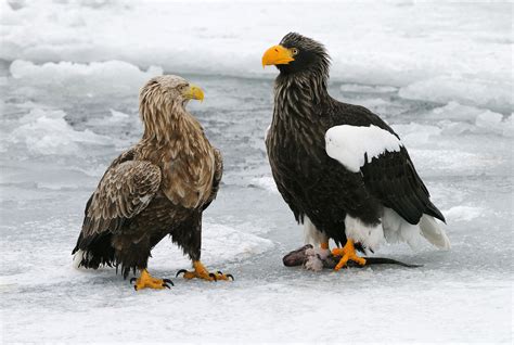 White-tailed Eagle and Steller's Sea Eagle : r/badassanimals