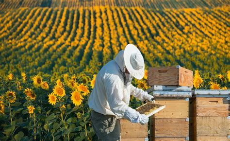 Apicultores franceses denuncian a Bayer después de que se descubriera glifosato en la miel