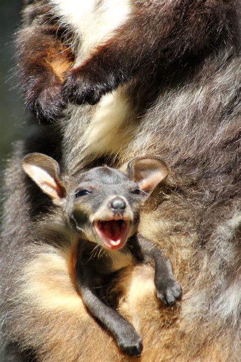 Endangered Wallaby Joeys Emerge at Taronga Zoo | Cute animals, Cute baby animals, Happy animals