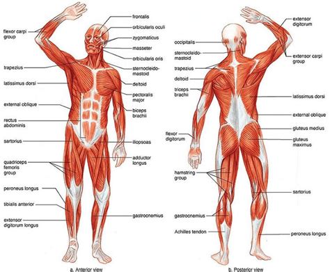 Pin by Lynn Hopf on System - Muscular | Human muscle anatomy, Human ...