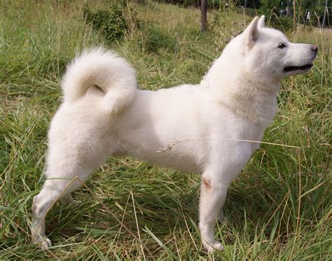 Hokkaido Inu | Hokkaido dog, Japanese dogs, Dog breeds