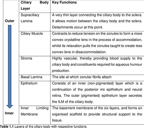 [PDF] The role of altered ciliary muscle morphology in refractive error ...