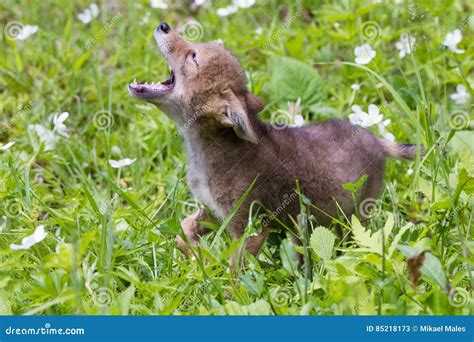 Coyote Howling With Head Back Stock Photography | CartoonDealer.com ...