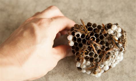 Everything You Need to Know About Bee Removal