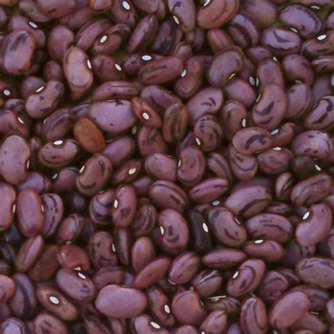 Seeds > Common Beans | Native Seeds/SEARCH