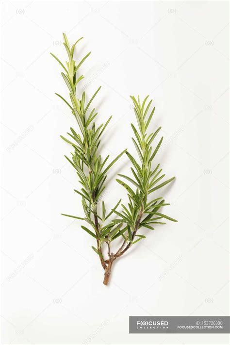 Fresh Rosemary sprig — food, organic - Stock Photo | #153720388