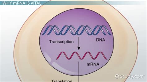 Describe How Mrna Is Used to Make Proteins - Alec-has-Vargas