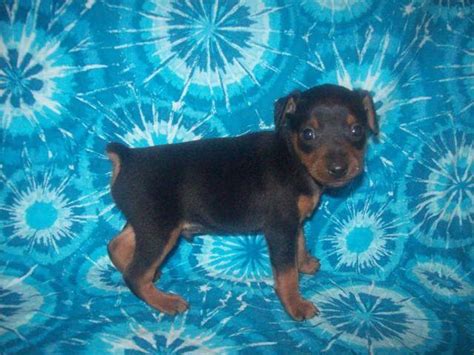 TEACUP Min Pin puppies, 3 males available for Sale in Bossier City, Louisiana Classified ...