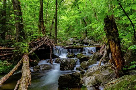 Forest Primeval Photograph by Larry Waldon - Fine Art America