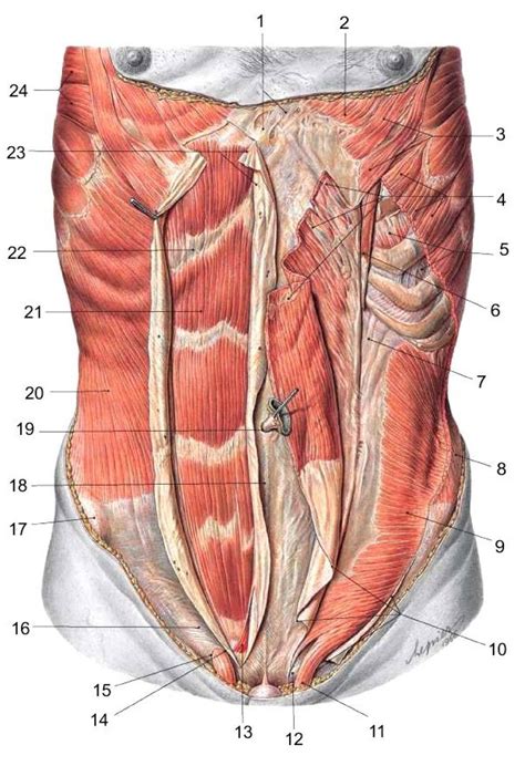 Muscle Anatomy - Human Anatomy Body | Abdominal muscles anatomy, Muscle ...