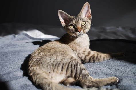 6 Devon Rex Breeders Worth Checking