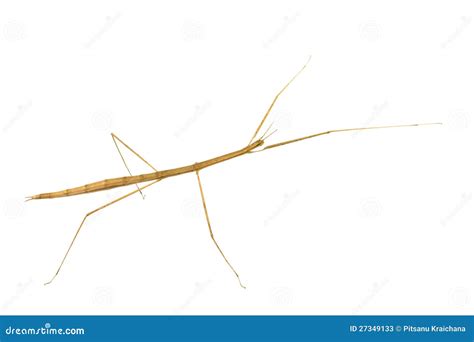 Locusts species. stock image. Image of chani, jump, insects - 27349133